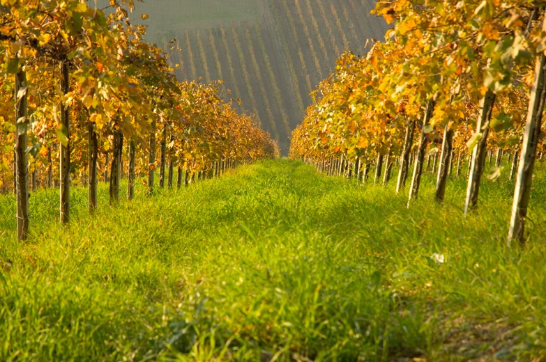 Aligned vineyard trees